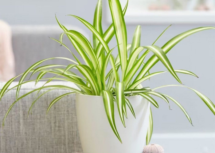 Bikin Rumah Makin Nyaman & Segar, Ini 5 Tanaman Hias Indoor Pembersih Udara yang Ideal untuk Dekorasi Estetik