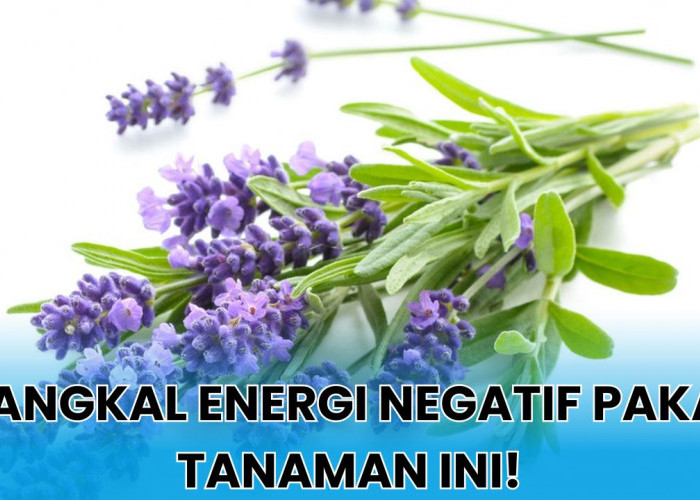 Rekomendasi 3 Tanaman Hias Outdoor Penangkal Energi Negatif, Bukan Sekedar 'Pemanis' Mata!