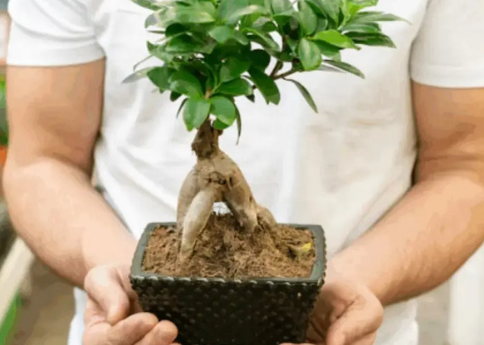 Bawa Keberuntungan Bagi Pemilik, Berikut 7 Tanaman Hias Pembawa Hoki yang Mudah di Rawat 