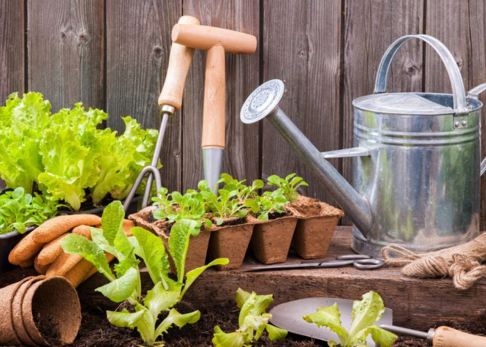 Stop Rawat Asal-Asalan! Begini 4 Cara Merawat Tanaman Pembawa Keberuntungan di Outdoor