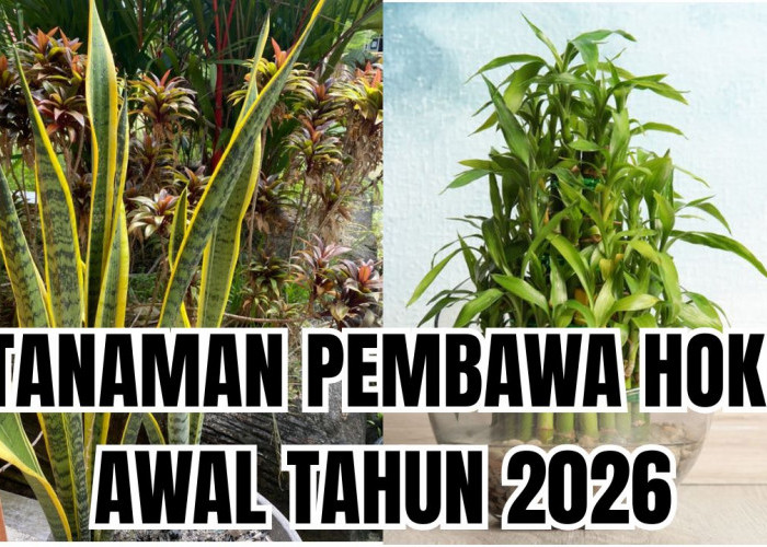 3 Tanaman Pembawa Hoki di Tahun Baru 2026 Ini Bisa Bawa Suasana Baru ke Rumah Kamu!