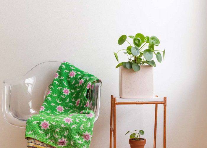 Dekorasi Gak Harus Mahal! Pakai 6 Tanaman Hias Indoor Estetik Ini, Bikin Tampilan Hunian Elegan dan Menarik