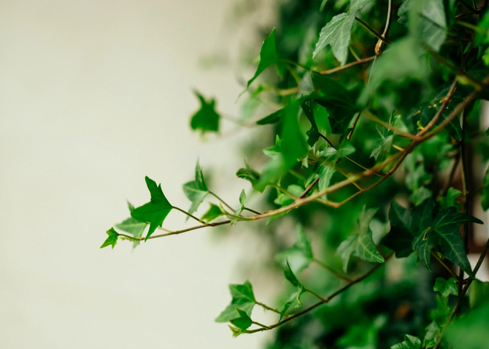 Cukup Pilih 1 Tanaman Hias Gantung Tanpa Lahan Ini Bikin Rumah Jadi Adem