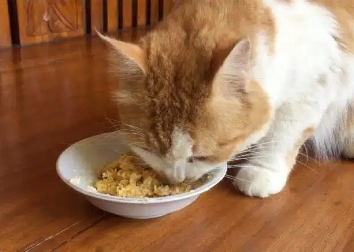 3 Cara Membuat Makanan Kucing Dari Tempe Dan Telur