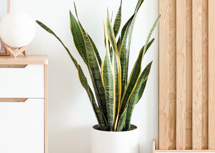 Belum Banyak yang Tahu! Ini 6 Tanaman Indoor Pembuang Sial dan Penarik Kekayaan, Cocok untuk Pemanis Ruangan