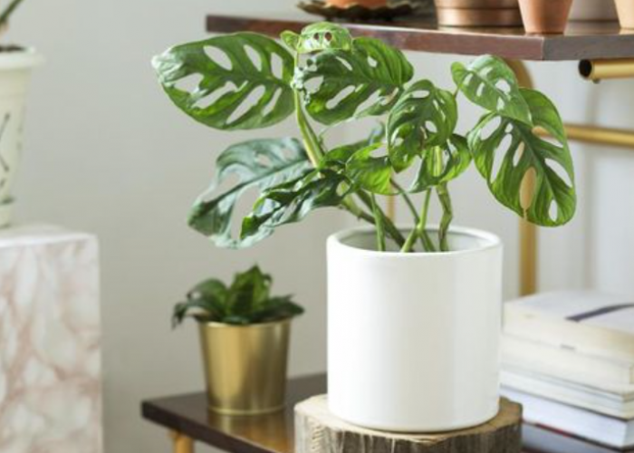 Mengundang Rezeki Masuk ke Rumah, Ini Dia 4 Tanaman Hias Pembawa Hoki untuk Diletakan di Ruang Tamu