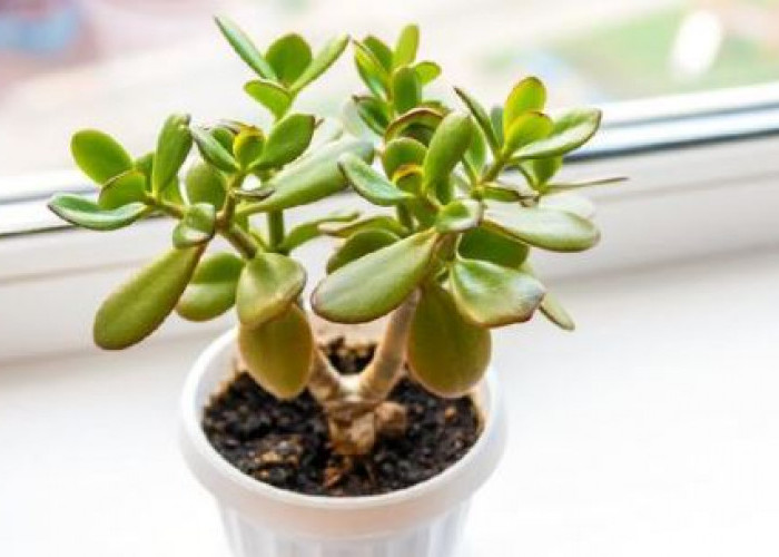 Penarik Rezeki, Berikut 7 Tanaman Hias Pembawa Keberuntungan di dalam Rumah dan Mudah Dirawat