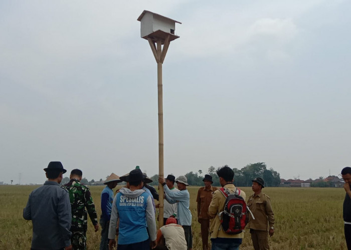 Cara Gapoktan Unggul Jaya Cidenok Majalengka Basmi Hama Tikus, Buat Rumah Burung Hantu di Pesawahan