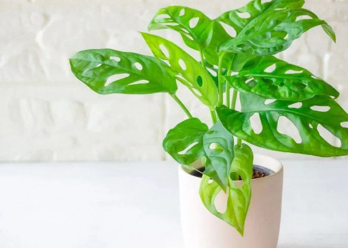 Tanaman Cantik & Low-Maintenance untuk Mempercantik Halaman Depan Rumah Minimalis dan Aura Positif Mengalir