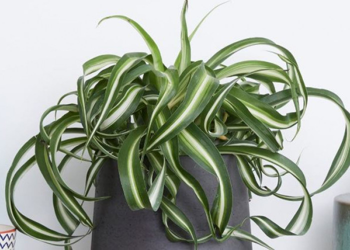 Saring Polusi & Cegah Kanker, 4 Jenis Tanaman Hias Hidroponik Penyaring Udara Ini Bikin Suasana Rumah Asri