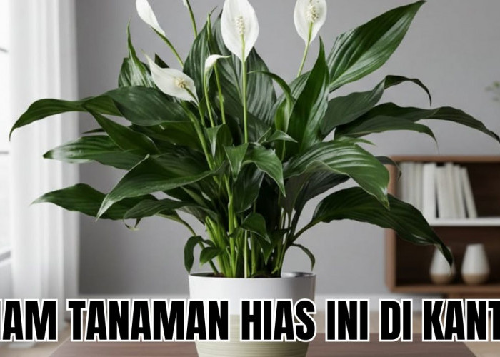 2 Tanaman Hias Pembawa Hoki Ini Bisa Hidupkan Suasa Lingkungan Kerja! Simak Cara Merawatnya