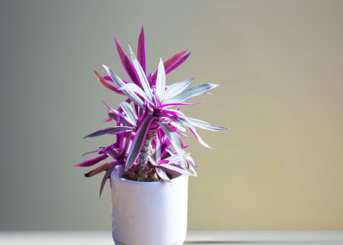 Rumah Makin Elegan dan Segar, Coba 7 Tanaman Hias Hidroponik yang Bikin Estetik!