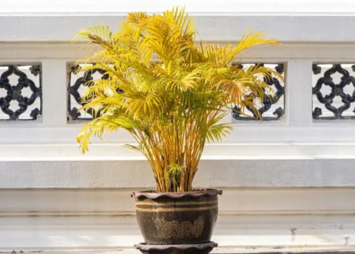 5 Tanaman Hias Pengusir Energi Negatif yang Dipercaya Membawa Keberuntungan & Rezeki ke Dalam Rumah