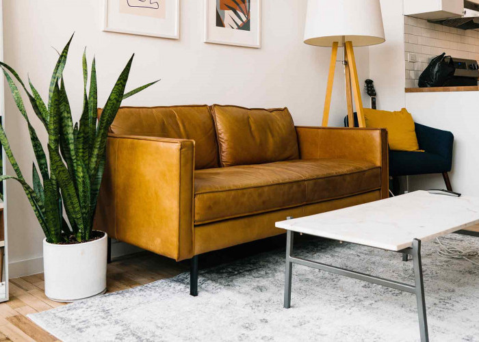 Percantik Sudut Ruangan, Ini 5 Tanaman Hias yang Cocok untuk Dekorasi Ruang Tamu, Punya Banyak Manfaat!