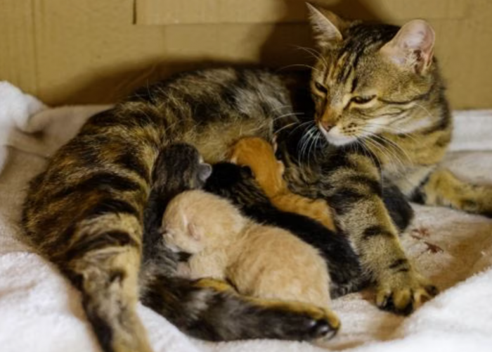 Dikaitkan dengan Keberuntungan dan Rezeki, Kucing Liar Melahirkan di Rumah Pertanda Apa Dalam Primbon Jawa?