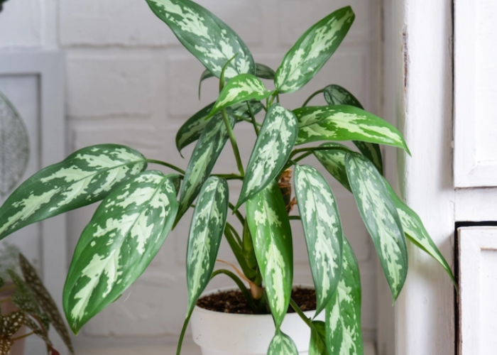 Disebutkan di Dalam Al Quran dan Hadist, 7 Tanaman Pembawa Rezeki Dalam Islam yang Bisa Dipajang di Rumah