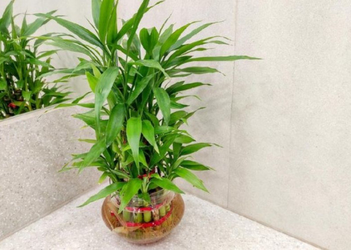 5 Lokasi Bambu Air di Rumah Menurut Feng Shui Beserta Penataan dan Perawatannya dari Timur sampai Sudut Tajam