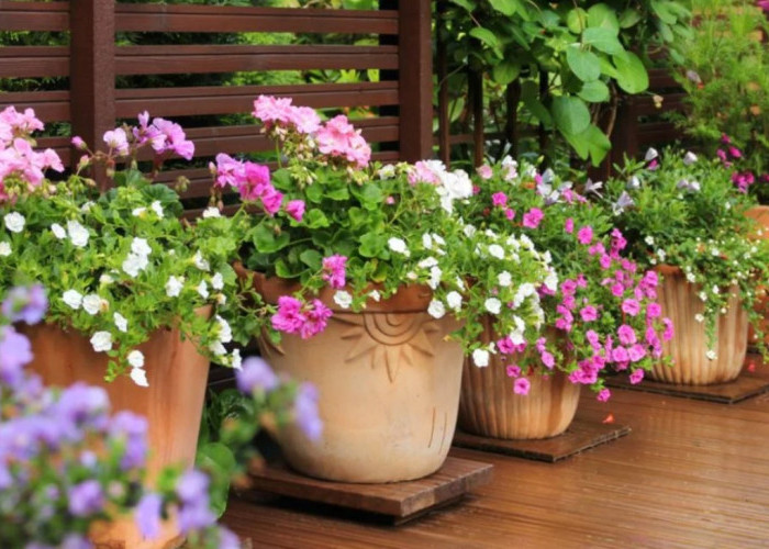 Rezeki dan Keberuntungan Mengalir, Coba Tanam 5 Tanaman Hias Outdoor Pembawa Keberuntungan Ini di Rumah