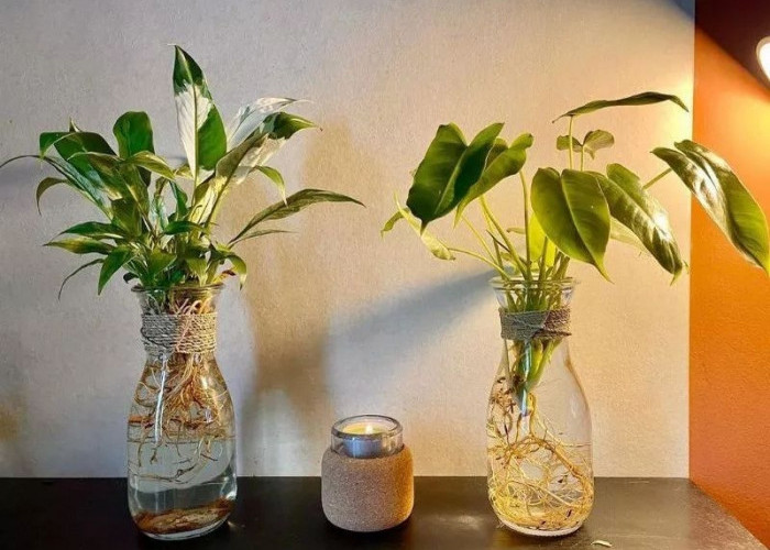 Dekorasi Cantik Penuh Manfaat, 7 Tanaman Hias Hidroponik Pembersih Udara, Bikin Ruangan Estetik & Makin Segar