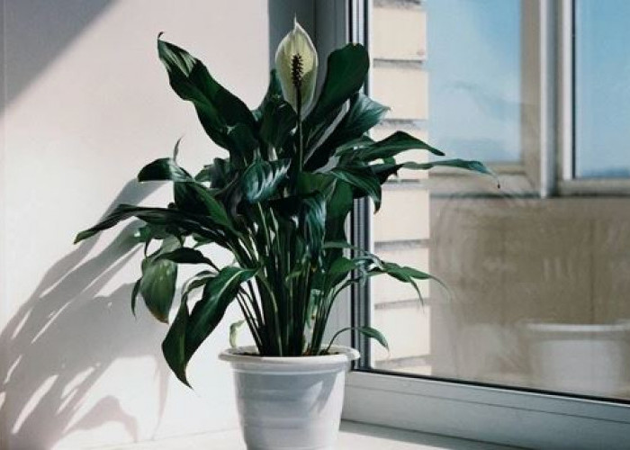 Air Purifier Alami yang Bisa Usir Energi Negatif, Ini 7 Tanaman Hias Pembersih Udara Ruangan Pembawa Kesehatan