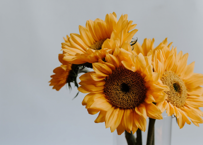 5 Tanaman Hias Hidroponik Paling Mudah Dirawat! Tanpa Media Tanah