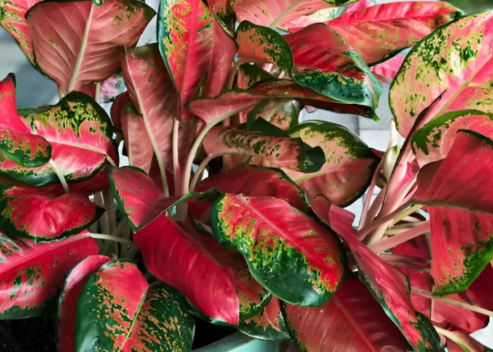 5 Tanaman Yang Bisa Dirawat Di Ruangan Lembab dan Tidak Butuh Banyak Cahaya Matahari 