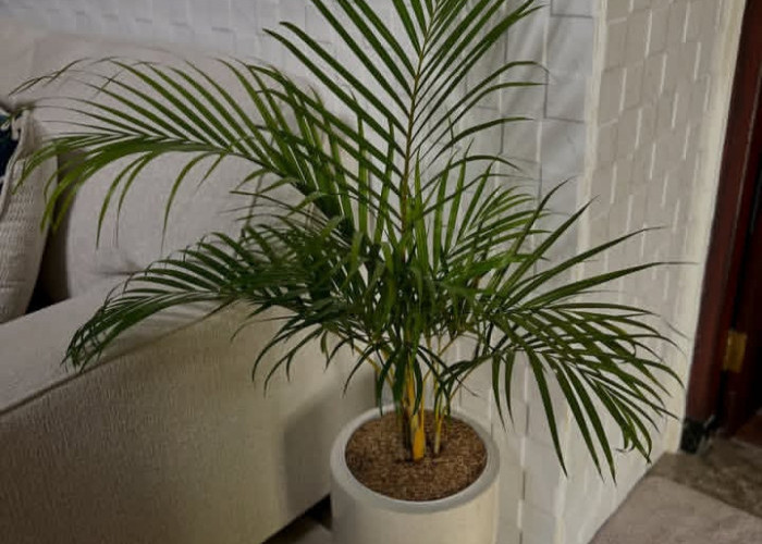 Bikin Rumah Sejuk & Segar, Ini 5 Tanaman Hias Penyejuk Ruangan Alami yang Ideal untuk Dekorasi Indoor