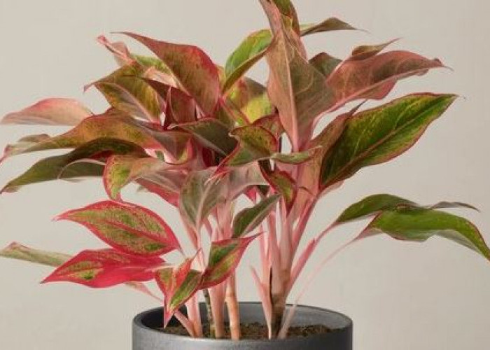 Bikin Kesan Rumah Lebih Asri, dengan 5 Tanaman Hias Depan Rumah yang Dipercaya Pembawa Keberuntungan