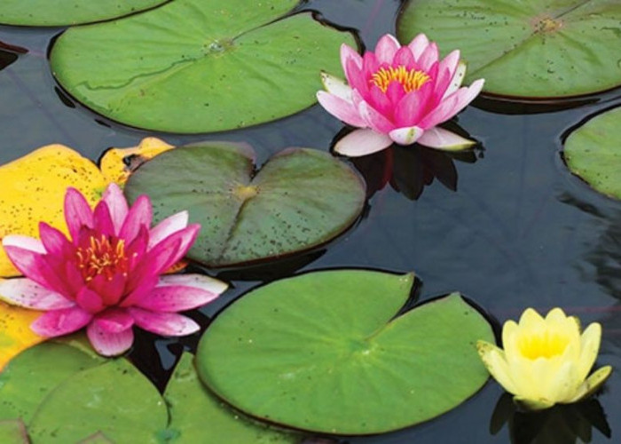 Biar Lebih Hoki Setiap Hari, 5 Tanaman Hias Depan Rumah yang Dipercaya Menarik Energi Positif dan Ketenangan