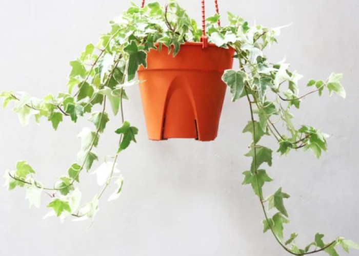 5 Tanaman Gantung yang Cocok untuk Dekorasi Minimalis, Bikin Hunian Estetik & Gak Makan Tempat