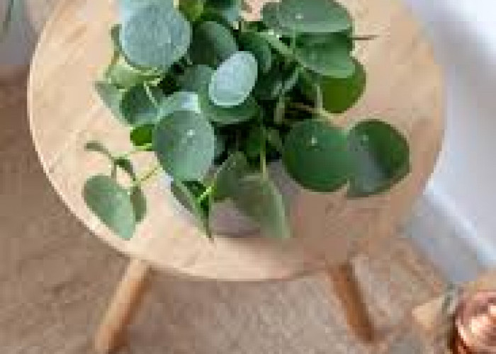 5 Tanaman Indoor Minimalis yang Bikin Rumah Lebih Modern & Elegan, Cocok buat Dekorasi Ruang Tamu