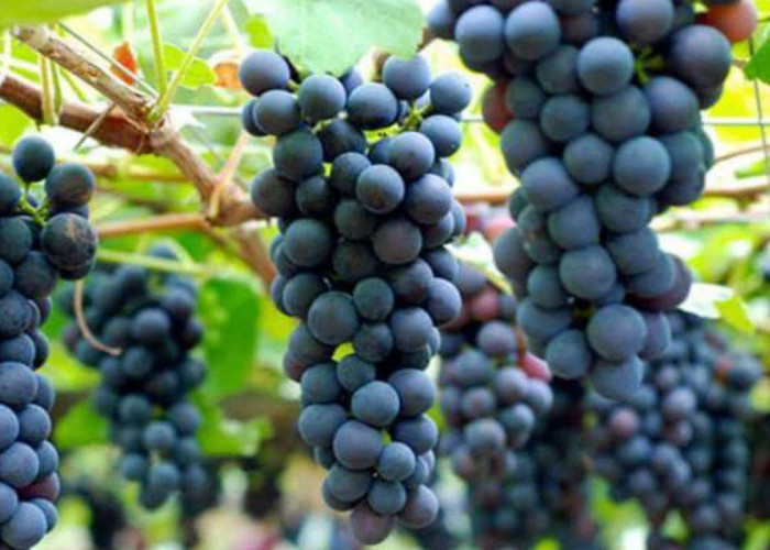 Mencicipi Nikmatnya Anggur Brazil yang Tumbuh Subur di Majalengka