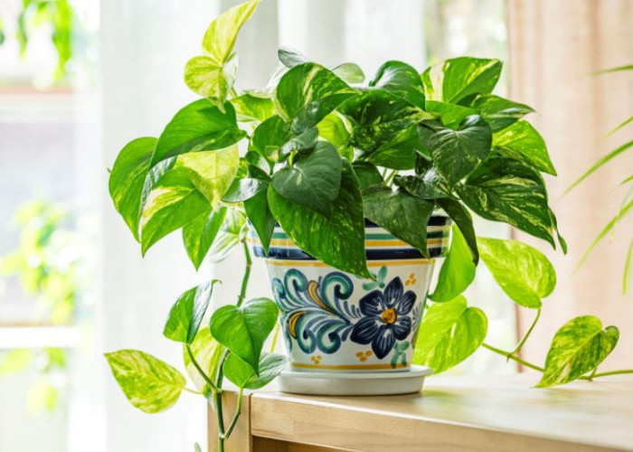 Tambah Keberuntungan, Berikut 6 Rekomendasi Tanaman Hias Pembawa Rezeki yang Estetik Untuk Interior Rumah