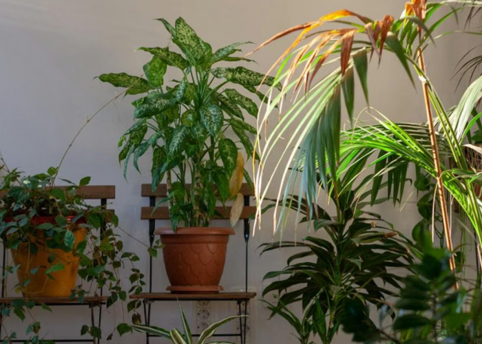 Cuaca Panas Bukan Masalah! 10 Jenis Tanaman Hias Penyejuk Ruangan Alami, Letakan di Dalam Rumah Mudah Dirawat