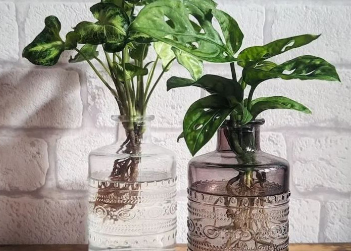 6 Jenis Tanaman Hias Hidroponik Terpopuler, Mudah Dirawat, Bisa Pakai Botol Bekas, Buat Rumah Jadi Segar