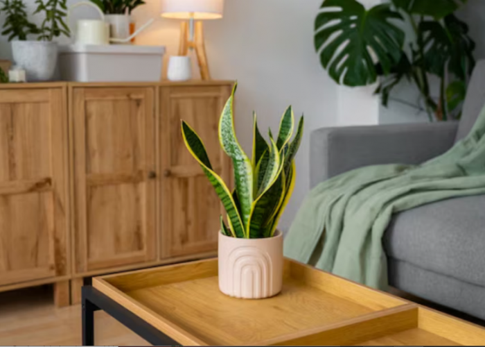 Rumah Segar Bebas Polusi! 10 Tanaman Hias Pembersih Udara Indoor Minim Cahaya dan Hidup di Ruangan Ber-AC