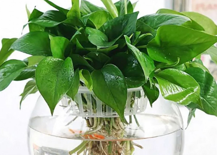 Perbaiki Oksigen di Rumah, Ini 5 Tanaman Hidroponik Indoor Pembersih Udara yang Wajib Dimiliki di Perkotaan