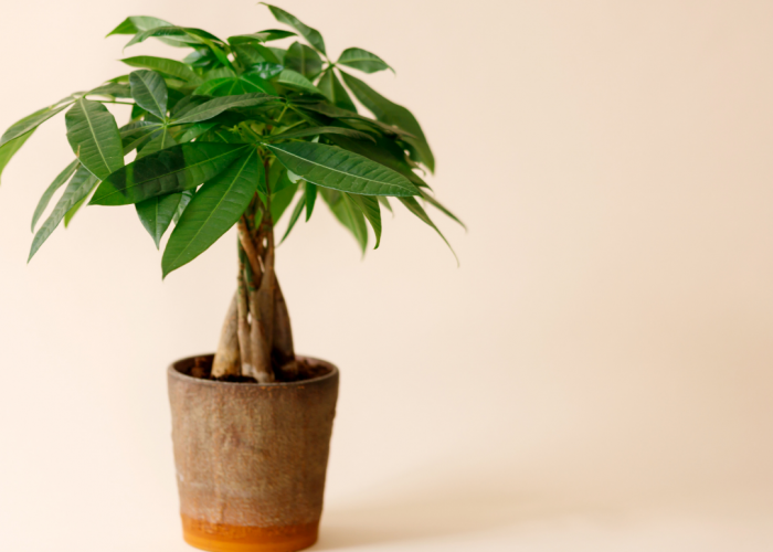 Mau Rezeki Mengalir Deras? Ini 7 Tanaman Hias yang Dipercaya Pembawa Keberkahan!