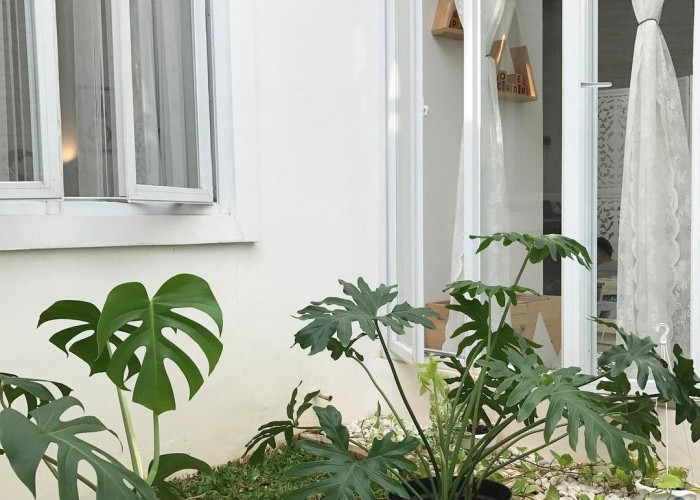 Bikin Hunian Makin Cantik Jelang Lebaran, Ini 5 Tanaman Hias Depan Rumah yang Estetik dan Elegan