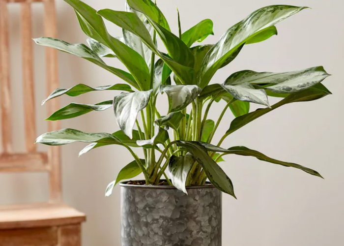 7 Tanaman Hias Pembawa Hoki Tahun 2026 untuk Dekorasi Interior, Letakan di Sudut Rumah Bisa Menarik Rezeki