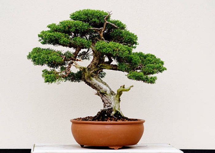 Bawa Energi Negatif hingga Merusak Keharmonisan, Ini 6 Tanaman Hias yang Tidak Cocok Diletakkan di Dalam Rumah