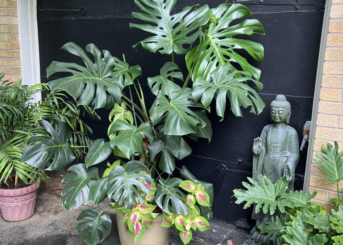 Auto Bikin Salfok! Ini 8 Tanaman Hias Estetik untuk Dekorasi Halaman Rumah Biar Makin Menarik