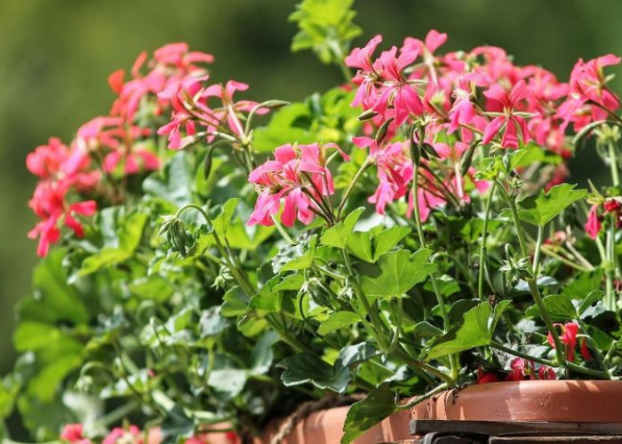 Tanaman Hias Pembawa Sial Ini Dilarang Untuk Ditaruh Depan Rumah, Nomor 3 Harus Hati-hati