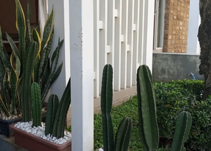 Paling Banyak Diburu, Ini 5 Tanaman Hias Outdoor Mudah Dirawat untuk Tampilan Depan Rumah Tampak Elegan & Asri