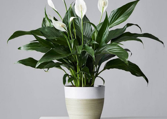 6 Tanaman Hias Indoor yang Bikin Rumah Lebih Sehat dan Segar, Bisa Bersihkan Udara Secara Alami!