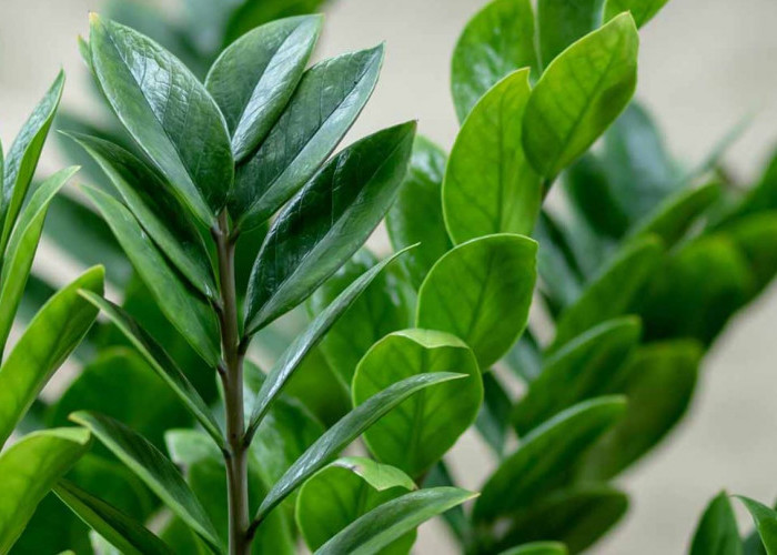 Wajib ada di Ruang Tamu, ini 8 Tanaman Indoor Minimalis yang Minim Perawatan Namun Elegan Maksimal