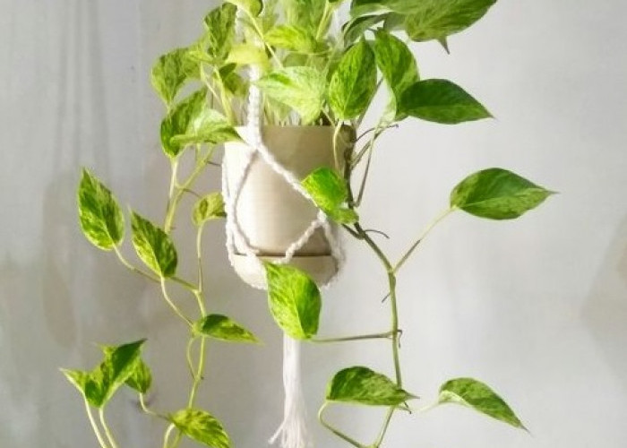 Alirkan Rezeki Bagi Penghuni Rumah, Ini 6 Tanaman Hias Gantung Pembawa Hoki, Cocok Buat Dekorasi Hemat Ruang