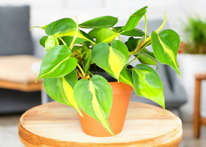 Wajib Punya! 5 Tanaman Hias Indoor yang Menjaga Kelembapan & Kualitas Udara Agar Rumah Segar & Tidak Pengap