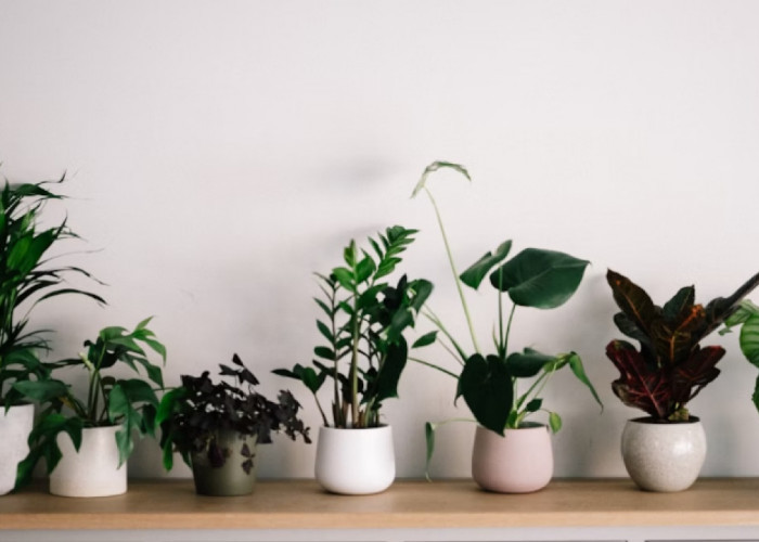 Bawa Hoki Bagi Pemilik, Berikut 5 Tanaman Pembawa Rezeki di Dalam Rumah yang Murah dan Minim Perawatan