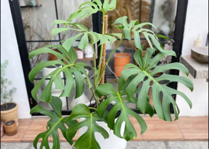 Hunian Tampak Elegan & Instagramable! Ini 5 Tanaman Hias Estetik untuk Percantik Area Depan Rumah